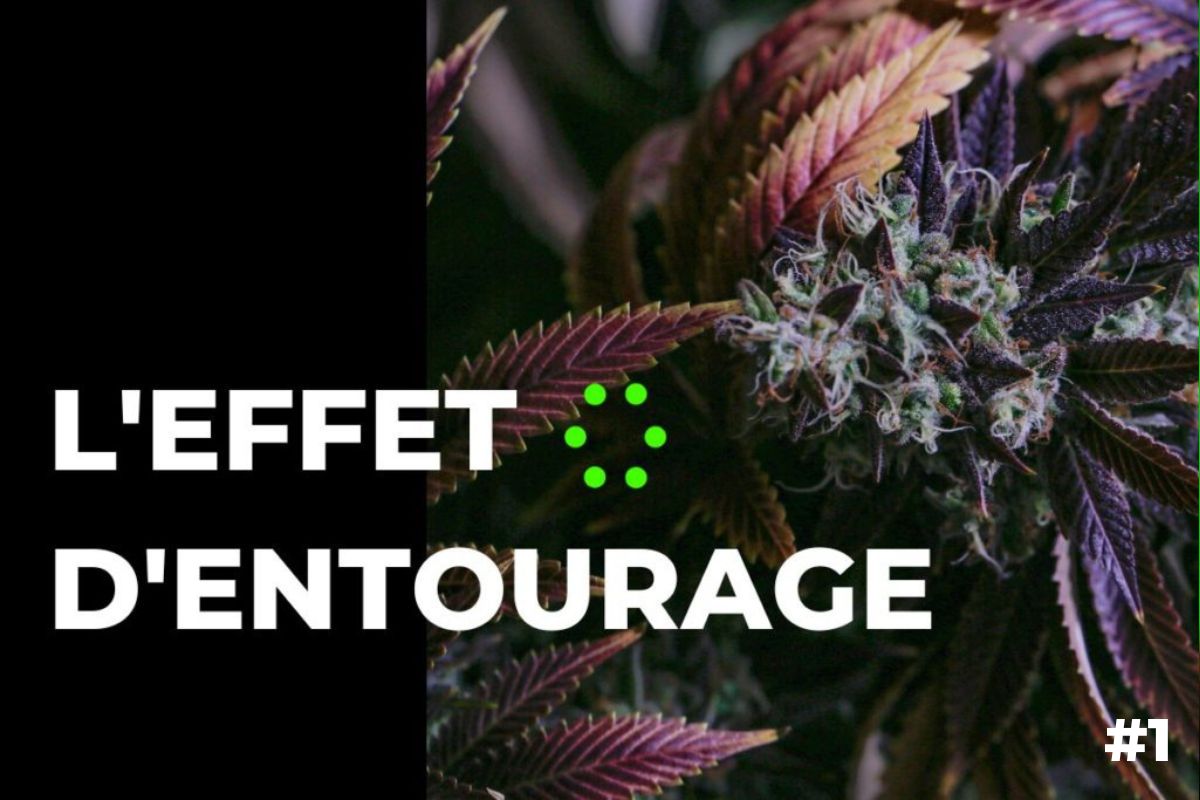 You are currently viewing Qu’est-ce que l’effet d’« entourage » et son rapport avec le cannabis ?