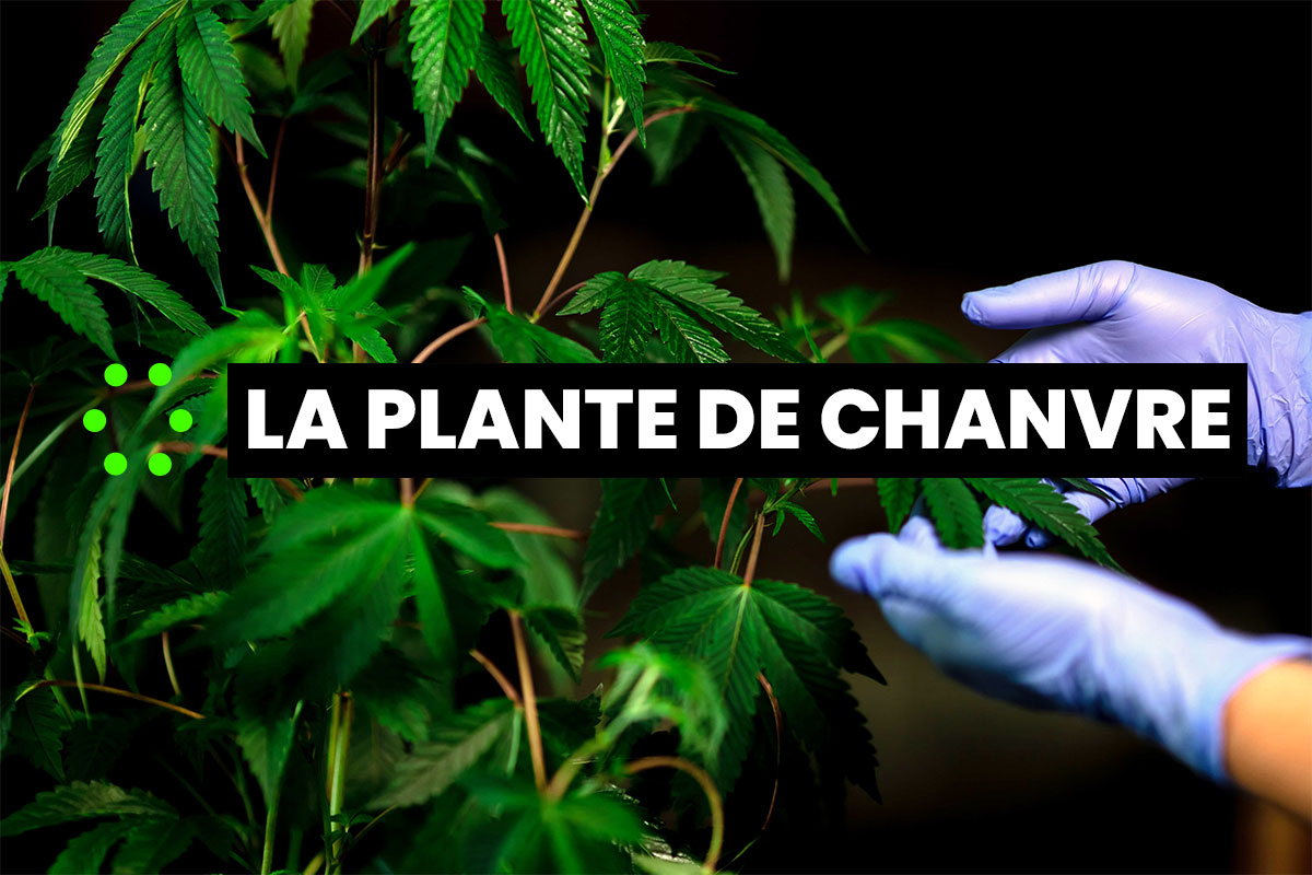 You are currently viewing Tout savoir sur la plante de chanvre